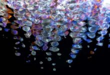 apex flow fusion beam